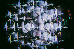 carsonc-43