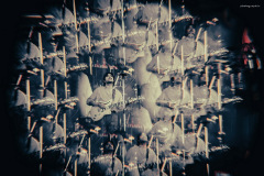 carsonc-61