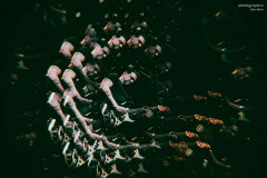 dp26-51