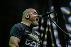 dongatto-13