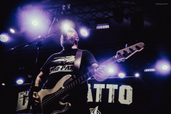 dongatto-14