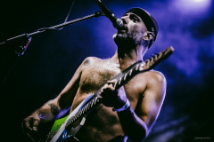 dongatto-20
