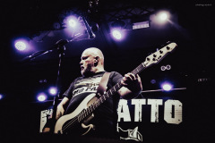 dongatto-22