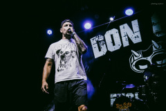 dongatto-23