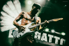 dongatto-44
