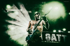 dongatto-46
