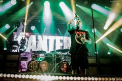 pantera-80